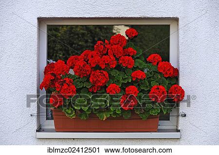 Blooming geraniums (Pelargonium graveolens) in a flower box in front of a small window, Oeedhof, Upper Franconia, Bavaria, Germany, Europe, PublicGround, Europe View Large Photo Image Stock Image - Blooming geraniums (Pelargonium graveolens) in a flower box in front of a small window, Oeedhof, Upper Franconia, Bavaria, Germany, Europe, PublicGround, Europe. Fotosearch