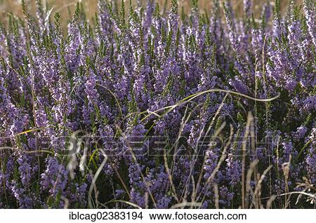 Picture - "Blooming Heather (Calluna vulgaris), West Jutland, Denmark, Europe". Fotosearch