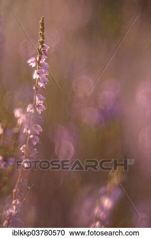 "Blooming heather (Calluna vulgaris), Brandenburg, Germany, Europe" View Large Photo Image Stock Image - "Blooming heather (Calluna vulgaris), Brandenburg, Germany, Europe". Fotosearch