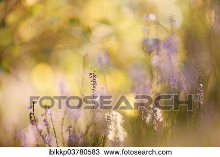 "Blooming heather (Calluna vulgaris), Brandenburg, Germany, Europe" View Large Photo Image Stock Image - "Blooming heather (Calluna vulgaris), Brandenburg, Germany, Europe". Fotosearch