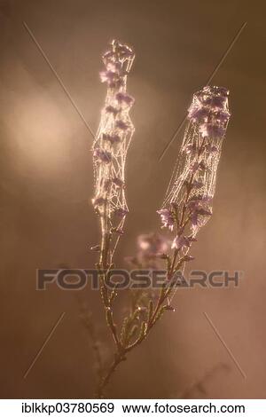 "Blooming heather (Calluna vulgaris), Brandenburg, Germany, Europe" View Large Photo Image Stock Photo - "Blooming heather (Calluna vulgaris), Brandenburg, Germany, Europe". Fotosearch