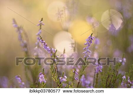 Stock Photo - "Blooming heather (Calluna vulgaris), Brandenburg, Germany, Europe". Fotosearch