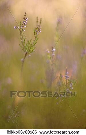 "Blooming heather (Calluna vulgaris), Brandenburg, Germany, Europe" View Large Photo Image Stock Photograph - "Blooming heather (Calluna vulgaris), Brandenburg, Germany, Europe". Fotosearch