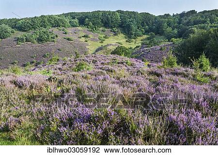 "Blooming heather in Rebild Bakker Nature Reserve, forest region of Rold Skov, Kommune Rebild, Himmerland, Region Nordjylland, Jutland, Denmark, Europe" View Large Photo Image Stock Image - "Blooming heather in Rebild Bakker Nature Reserve, forest region of Rold Skov, Kommune Rebild, Himmerland, Region Nordjylland, Jutland, Denmark, Europe". Fotosearch