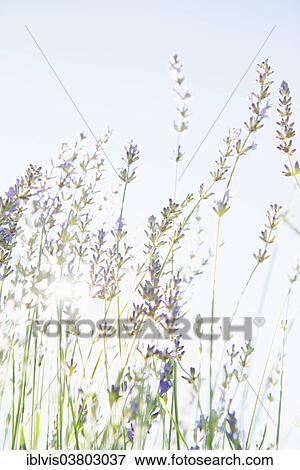 Blooming lavender flowers in organic herbal garden View Large Photo Image Stock Photo - Blooming lavender flowers in organic herbal garden. Fotosearch