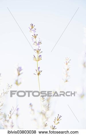 Blooming lavender flowers in organic herbal garden View Large Photo Image Stock Photo - Blooming lavender flowers in organic herbal garden. Fotosearch