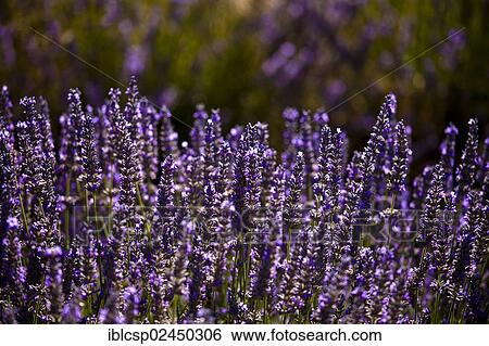 Stock Photograph - "Blooming Lavender (Lavandula angustifolia) around Boux, Luberon Mountains, Vaucluse, Provence-Alpes-Cote d'Azur, Southern France, France, Europe, PublicGround, Europe". Fotosearch