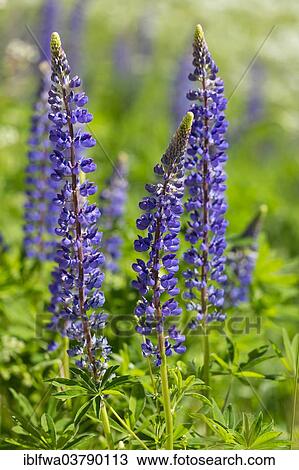 "Blooming lupines (Lupinus), Waldviertel, Lower Austria, Austria, Europe" View Large Photo Image Stock Image - "Blooming lupines (Lupinus), Waldviertel, Lower Austria, Austria, Europe". Fotosearch