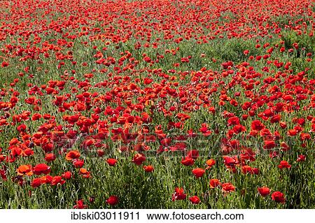 "Blooming Poppies (Papaver rhoeas) near Rovinj, Rovingo, Istria, Croatia, Europe, Rovinj, Croatia, Europe" View Large Photo Image Stock Image - "Blooming Poppies (Papaver rhoeas) near Rovinj, Rovingo, Istria, Croatia, Europe, Rovinj, Croatia, Europe". Fotosearch