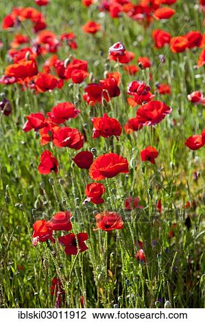 Stock Image - "Blooming Poppies (Papaver rhoeas) near Rovinj, Rovingo, Istria, Croatia, Europe, Rovinj, Croatia, Europe". Fotosearch
