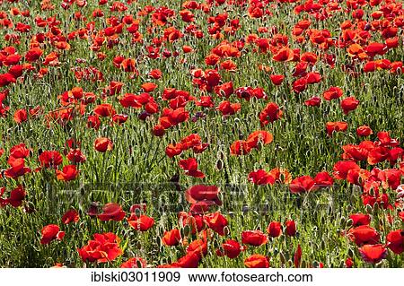 "Blooming Poppies (Papaver rhoeas) near Rovinj, Rovingo, Istria, Croatia, Europe, Rovinj, Croatia, Europe" View Large Photo Image Stock Photo - "Blooming Poppies (Papaver rhoeas) near Rovinj, Rovingo, Istria, Croatia, Europe, Rovinj, Croatia, Europe". Fotosearch