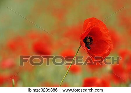 "Blooming Poppies (Papaver roehas), Kleingeschaidt, Middle Franconia, Bavaria, Germany, Europe" View Large Photo Image Stock Image - "Blooming Poppies (Papaver roehas), Kleingeschaidt, Middle Franconia, Bavaria, Germany, Europe". Fotosearch