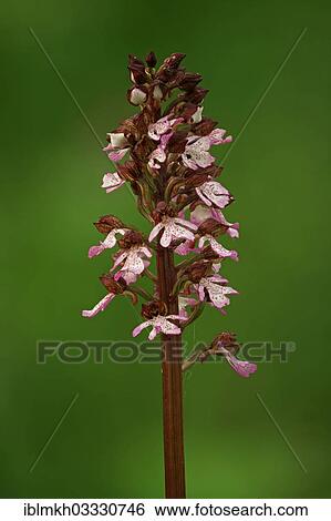 "Blooming Purple Orchid (Orchis purpurea), Dreinberg, Friedewald, Hesse, Germany, Europe" View Large Photo Image Stock Photograph - "Blooming Purple Orchid (Orchis purpurea), Dreinberg, Friedewald, Hesse, Germany, Europe". Fotosearch