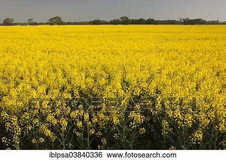 "Blooming rapeseed field (Brassica napus), Thuringia, Germany, Europe" View Large Photo Image Stock Photograph - "Blooming rapeseed field (Brassica napus), Thuringia, Germany, Europe". Fotosearch