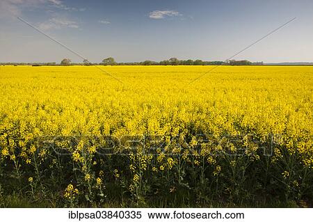 "Blooming rapeseed field (Brassica napus), Thuringia, Germany, Europe" View Large Photo Image Stock Photography - "Blooming rapeseed field (Brassica napus), Thuringia, Germany, Europe". Fotosearch