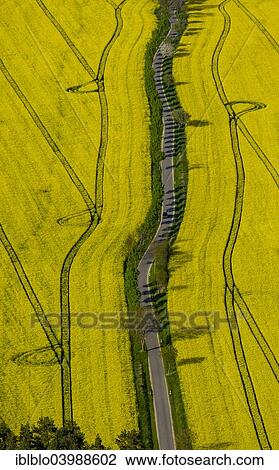 "Blooming rapeseed fields avenue, highway, Wustrow, Mecklenburg Lake District, Mecklenburg-Western Pomerania, Germany, Europe" View Large Photo Image Stock Image - "Blooming rapeseed fields avenue, highway, Wustrow, Mecklenburg Lake District, Mecklenburg-Western Pomerania, Germany, Europe". Fotosearch