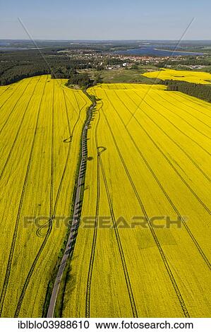 "Blooming rapeseed fields avenue, highway, Wesenberg, Mecklenburg Lake District, Mecklenburg-Western Pomerania, Germany, Europe" View Large Photo Image Stock Image - "Blooming rapeseed fields avenue, highway, Wesenberg, Mecklenburg Lake District, Mecklenburg-Western Pomerania, Germany, Europe". Fotosearch