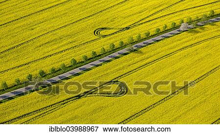 "Blooming rapeseed fields avenue, highway, Wesenberg, Mecklenburg Lake District, Mecklenburg-Western Pomerania, Germany, Europe" View Large Photo Image Stock Photo - "Blooming rapeseed fields avenue, highway, Wesenberg, Mecklenburg Lake District, Mecklenburg-Western Pomerania, Germany, Europe". Fotosearch