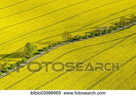 "Blooming rapeseed fields avenue, highway, Wesenberg, Mecklenburg Lake District, Mecklenburg-Western Pomerania, Germany, Europe" View Large Photo Image Stock Photo - "Blooming rapeseed fields avenue, highway, Wesenberg, Mecklenburg Lake District, Mecklenburg-Western Pomerania, Germany, Europe". Fotosearch