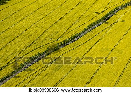 "Blooming rapeseed fields avenue, highway, Wesenberg, Mecklenburg Lake District, Mecklenburg-Western Pomerania, Germany, Europe" View Large Photo Image Stock Photograph - "Blooming rapeseed fields avenue, highway, Wesenberg, Mecklenburg Lake District, Mecklenburg-Western Pomerania, Germany, Europe". Fotosearch