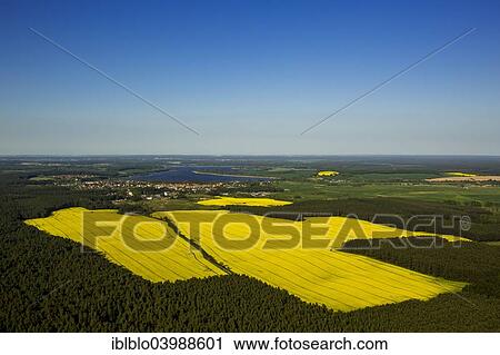 "Blooming rapeseed fields in Wesenberg, Wustrow, Mecklenburg Lake District, Mecklenburg-Western Pomerania, Germany, Europe" View Large Photo Image Stock Image - "Blooming rapeseed fields in Wesenberg, Wustrow, Mecklenburg Lake District, Mecklenburg-Western Pomerania, Germany, Europe". Fotosearch