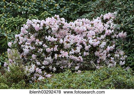 "Blooming Rhododendron Ginny Gee (Rhododendron keiskei hybrid), Haren, Emsland, Lower Saxony, Germany, Europe" View Large Photo Image Stock Photo - "Blooming Rhododendron Ginny Gee (Rhododendron keiskei hybrid), Haren, Emsland, Lower Saxony, Germany, Europe". Fotosearch
