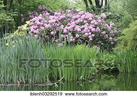 Stock Photo - "Blooming Rhododendron Hotei and Rhododendron Scintillation (Rhododendron hybrids), Haren, Emsland, Lower Saxony, Germany, Europe". Fotosearch