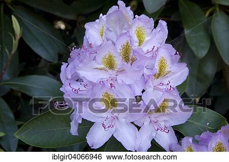 "Blooming Rhododendron (Rhododendron sp. ), Saxony, Germany, Europe" View Large Photo Image Stock Photograph - "Blooming Rhododendron (Rhododendron sp. ), Saxony, Germany, Europe". Fotosearch