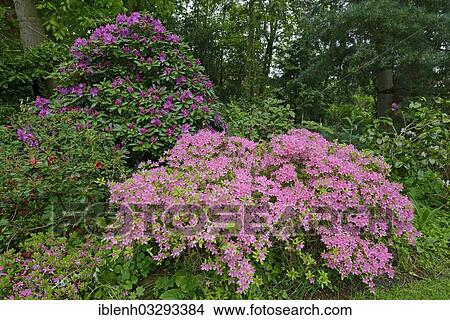 Picture - "Blooming Rhododendrons (Rhododendron), Luttum, Kirchlinteln, Lower Saxony, Germany, Europe". Fotosearch