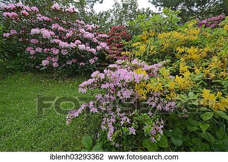 "Blooming Rhododendrons (Rhododendron), Luttum, Kirchlinteln, Lower Saxony, Germany, Europe" View Large Photo Image Stock Image - "Blooming Rhododendrons (Rhododendron), Luttum, Kirchlinteln, Lower Saxony, Germany, Europe". Fotosearch