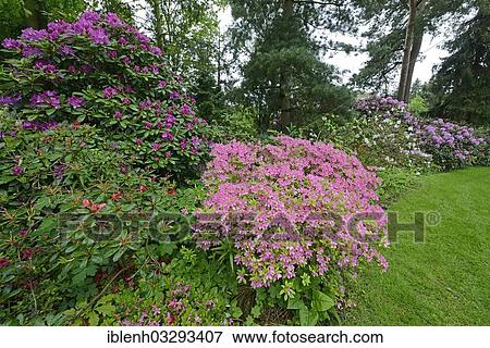 "Blooming Rhododendrons (Rhododendron), Luttum, Kirchlinteln, Lower Saxony, Germany, Europe" View Large Photo Image Stock Photo - "Blooming Rhododendrons (Rhododendron), Luttum, Kirchlinteln, Lower Saxony, Germany, Europe". Fotosearch