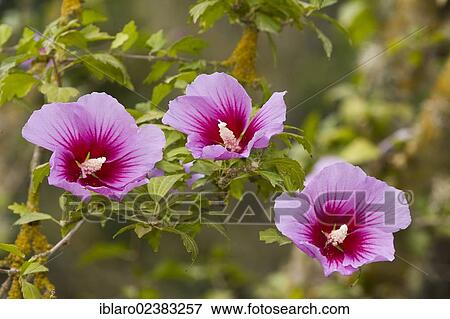 "Blooming Rose of Sharon or Shrub Althea (Hibiscus syriacus althea), Majorca, Balearic Islands, Spain, Europe" View Large Photo Image Stock Photo - "Blooming Rose of Sharon or Shrub Althea (Hibiscus syriacus althea), Majorca, Balearic Islands, Spain, Europe". Fotosearch