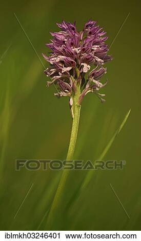 "Blooming Three-toothed Orchid (Orchis tridentata), Cornberg, Hesse, Germany, Europe" View Large Photo Image Stock Image - "Blooming Three-toothed Orchid (Orchis tridentata), Cornberg, Hesse, Germany, Europe". Fotosearch