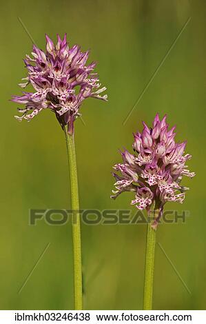 "Blooming Three-toothed Orchid (Orchis tridentata), Cornberg, Hesse, Germany, Europe" View Large Photo Image Stock Photo - "Blooming Three-toothed Orchid (Orchis tridentata), Cornberg, Hesse, Germany, Europe". Fotosearch