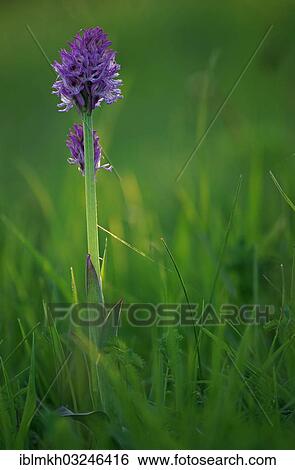 "Blooming Three-toothed Orchid (Orchis tridentata), Cornberg, Hesse, Germany, Europe" View Large Photo Image Stock Photograph - "Blooming Three-toothed Orchid (Orchis tridentata), Cornberg, Hesse, Germany, Europe". Fotosearch