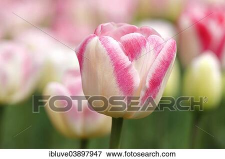 "Blooming Tulips """"Dreamship"""" variety (Tulipa """"Dreamship"""")" View Large Photo Image Stock Photo - "Blooming Tulips """"Dreamship"""" variety (Tulipa """"Dreamship"""")". Fotosearch