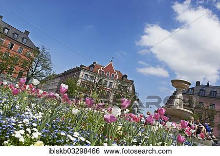 "Blooming tulips in the central circular flowerbed on Gaertnerplatz square, city centre, Munich, Upper Bavaria, Bavaria, Germany, Europe" View Large Photo Image Stock Photograph - "Blooming tulips in the central circular flowerbed on Gaertnerplatz square, city centre, Munich, Upper Bavaria, Bavaria, Germany, Europe". Fotosearch