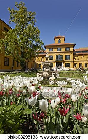 Stock Image - "Blooming tulips in the courtyard of Lenbachhaus art gallery, city centre, Munich, Upper Bavaria, Bavaria, Germany, Europe". Fotosearch