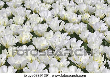 "Blooming Tulips, white Fosteriana Tulip, """"Exotic Emperor"""" variety (Tulipa fosteriana """"Exotic Emperor"""")" View Large Photo Image Stock Image - "Blooming Tulips, white Fosteriana Tulip, """"Exotic Emperor"""" variety (Tulipa fosteriana """"Exotic Emperor"""")". Fotosearch