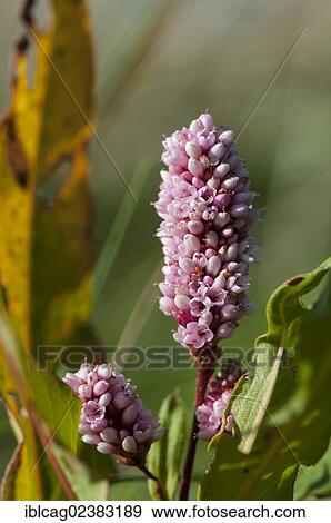 Stock Photo - "Blooming Water Knotweed, Water Smartweed or Amphibious Bistort (Polygonum amphibium), West Jutland, Denmark, Europe". Fotosearch
