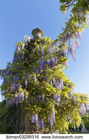 "Blooming Wisteria in the Mirabell Gardens, Salzburg, Salzburg State, Austria, Europe" View Large Photo Image Stock Photograph - "Blooming Wisteria in the Mirabell Gardens, Salzburg, Salzburg State, Austria, Europe". Fotosearch