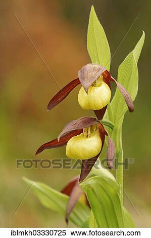 "Blooming Yellow Lady's Slipper (Cypripedium calceolus), Weissenbach, Hesse, Germany, Europe" View Large Photo Image Stock Photography - "Blooming Yellow Lady's Slipper (Cypripedium calceolus), Weissenbach, Hesse, Germany, Europe". Fotosearch