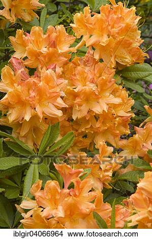 "Blooming yellow Rhododendron (Rhododendron molle), Saxony, Germany, Europe" View Large Photo Image Picture - "Blooming yellow Rhododendron (Rhododendron molle), Saxony, Germany, Europe". Fotosearch