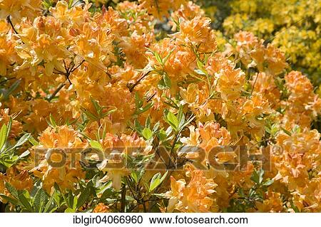 "Blooming yellow Rhododendron (Rhododendron molle), Saxony, Germany, Europe" View Large Photo Image Stock Image - "Blooming yellow Rhododendron (Rhododendron molle), Saxony, Germany, Europe". Fotosearch