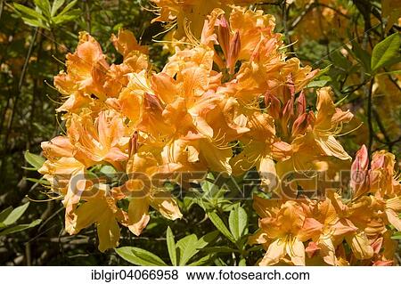 "Blooming yellow Rhododendron (Rhododendron molle), Saxony, Germany, Europe" View Large Photo Image Stock Photo - "Blooming yellow Rhododendron (Rhododendron molle), Saxony, Germany, Europe". Fotosearch
