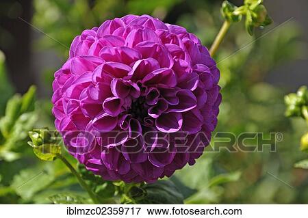 "Blossom of a Ball dahlia (Dahlia), Eckental, Middle Franconia, Bavaria, Germany, Europe" View Large Photo Image Stock Photo - "Blossom of a Ball dahlia (Dahlia), Eckental, Middle Franconia, Bavaria, Germany, Europe". Fotosearch