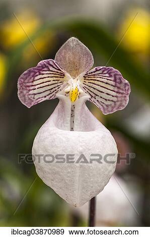 Stock Photo - "Blossom of a Lady's Slipper Orchid (Paphiopedilum micranthum), Palm Garden, Frankfurt am Main, Hesse, Germany, Europe". Fotosearch