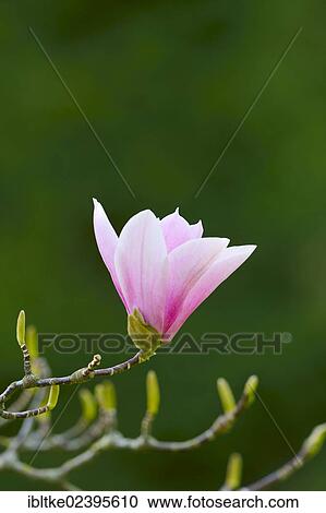 "Blossom, tulip magnolia (Magnolia x soulangeana), Amabilis variety" View Large Photo Image Stock Image - "Blossom, tulip magnolia (Magnolia x soulangeana), Amabilis variety". Fotosearch