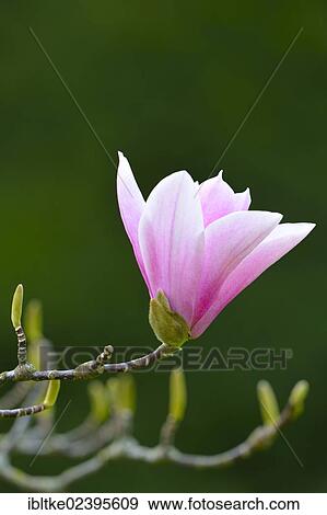 "Blossom, tulip magnolia (Magnolia x soulangeana), Amabilis variety" View Large Photo Image Stock Photo - "Blossom, tulip magnolia (Magnolia x soulangeana), Amabilis variety". Fotosearch