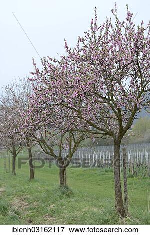 Stock Photo - "Blossoming Almond (Prunus dulcis) trees, Gimmeldingen, Neustadt an der Weinstrasse, Rhineland-Palatinate, Germany, Europe". Fotosearch